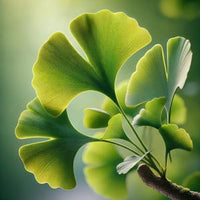Ginkgo biloba Extrakt