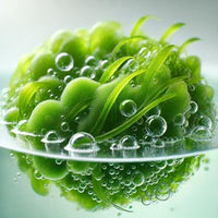 Trockenalgen (Schizochytrium spp.)